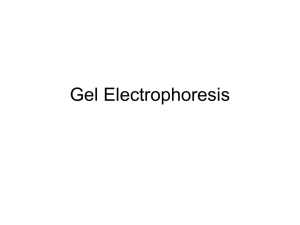 Gel electrophoresis lecture