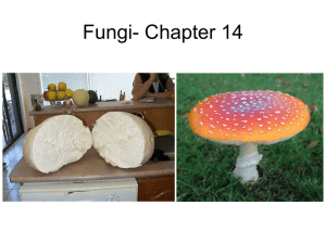 Fungi- Chapter 14