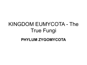 KINGDOM EUMYCOTA - Zygomycota