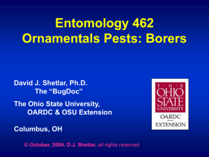 Ornamentals Pests - Borers - The Ohio State University