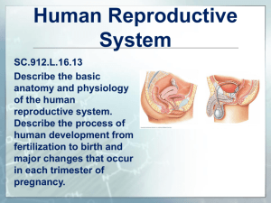 L.16.13 Human Reproductive System