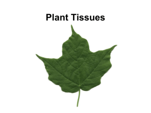 Remo 3 Plant Tissues new