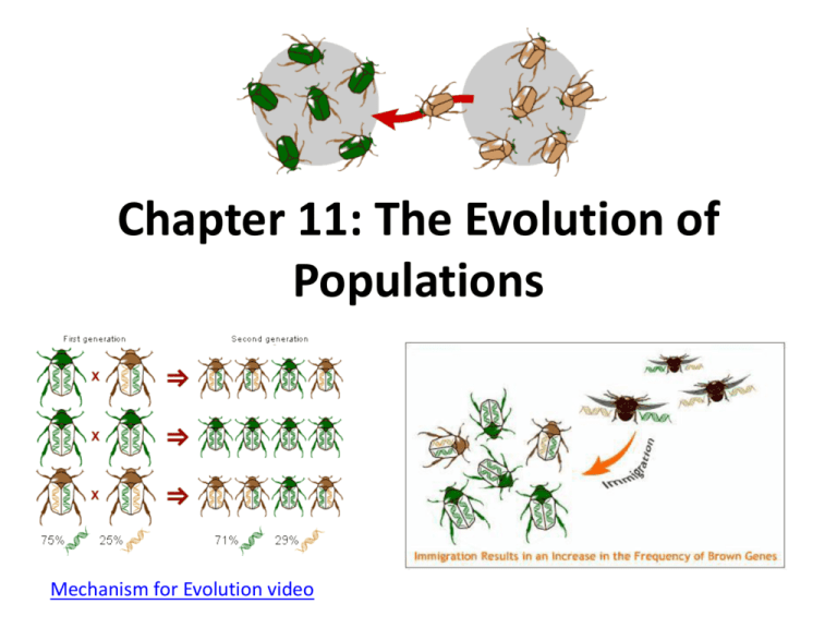 Chapter 11 The Evolution Of Populations