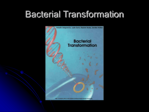 Preparing Competent Cells/Bacterial Transformation