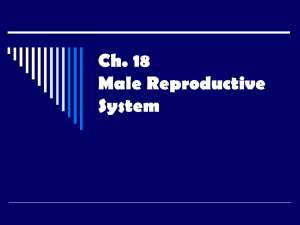 Ch. 8 Male Reproductive System