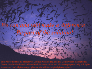 BATS - Cayman Wildlife Connection