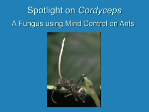 Cordyceps