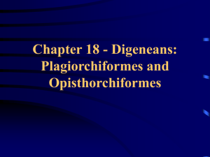 Chapter 18 - Digeneans: Plagiorchiformes and Opisthorchiformes