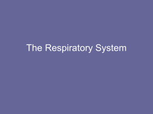 Respiratory System - mrsmurraysmedicalcareersclass