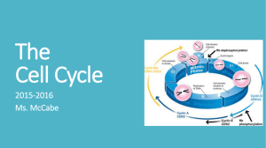 The Cell Cycle - Ms. McCabe's Classes