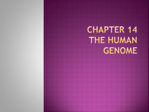 Chapter 14 The Human genome