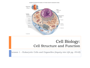 the cells organelles. - TangHua2012-2013