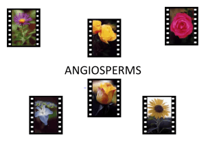 Angiosperms P.P.