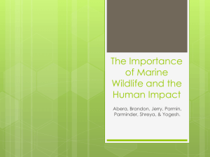 The Importance of Marine Wildlife and the Human Impact - tfss-g4p