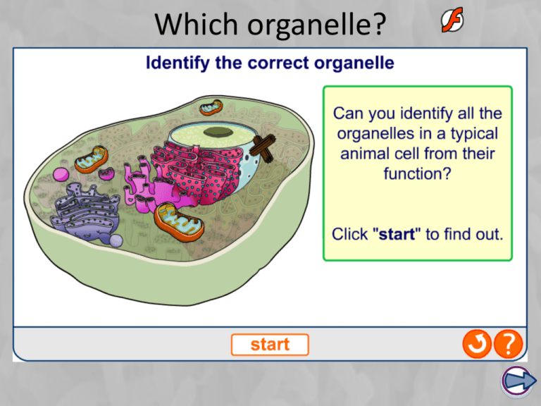 What Is Division Of Labour In Cell