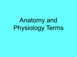 Anatomy and Physiology Terms