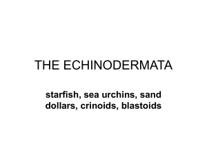 THE ECHINODERMATA