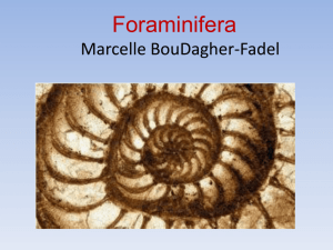 Foraminifera are single-celled organisms (protists) with