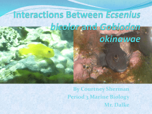 Interactions Between Ecsenius bicolor and Gobiodon okinawae