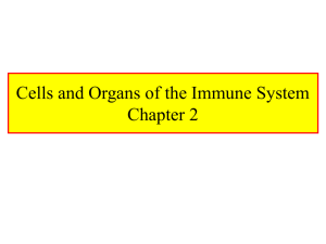Cells and Organs of Immune System Chpt. 2