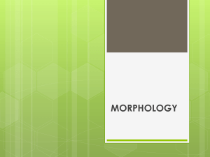 Morphology - SEBAWORLD