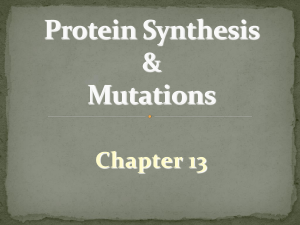 Protein Synthesis & Mutations