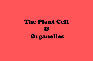 Cells & Organelles