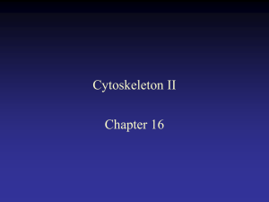 Cytoskeleton II - NAU jan.ucc.nau.edu web server