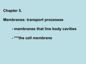 Carrier mediated transport into cells
