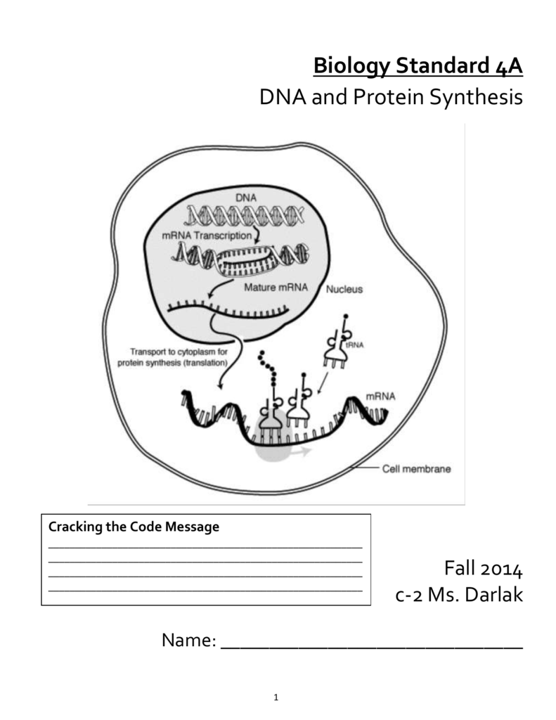 DNA and Protein Synthesis