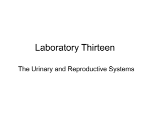 Laboratory Thirteen