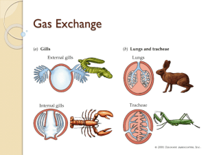 Gas Exchange - csfcbiology