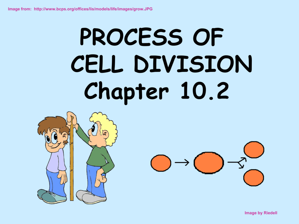 102-the-process-of-cell-division-worksheet-answers-promotiontablecovers