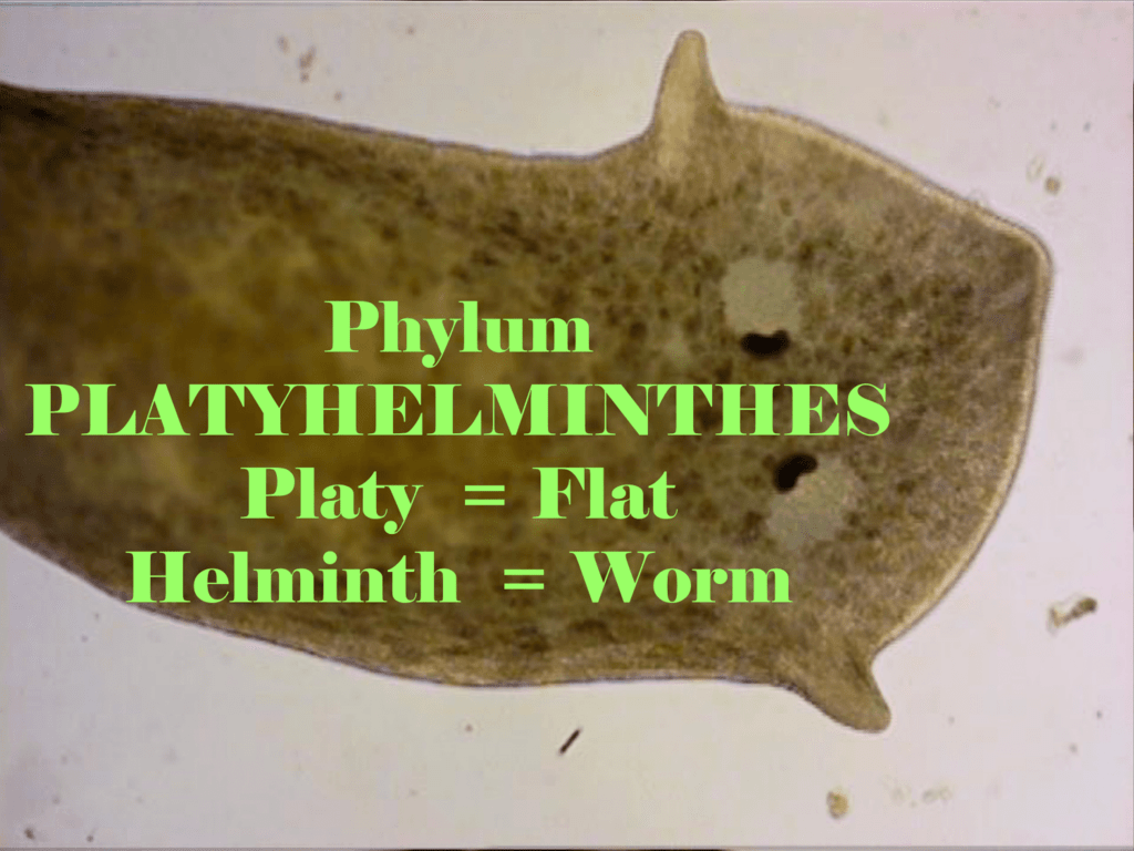 helminth worms phylum helmintox used for