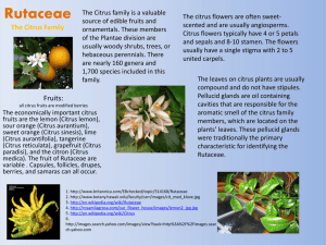 Rutaceae The Citrus Family