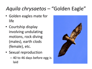 Aquila chrysaetos * *Golden Eagle