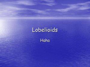 Special Hawaiian Groups: Lobelioids