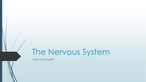 The Nervous System - local.brookings.k12.sd.us