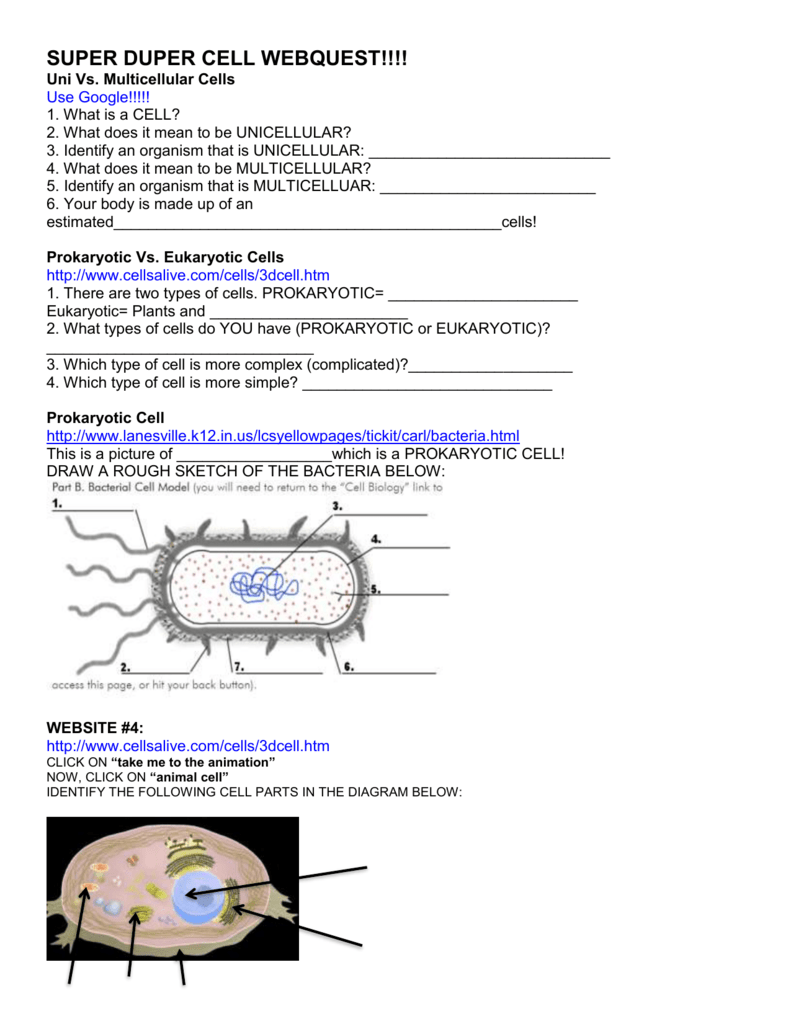 Cells Alive Bacterial Cell Worksheet Answer Key - Promotiontablecovers Within Cells Alive Worksheet Answer Key
