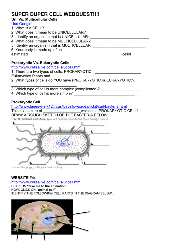 Cells Alive Bacterial Cell Worksheet Answer Key Promotiontablecovers