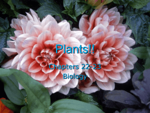 Plants!! - Lemon Bay High School