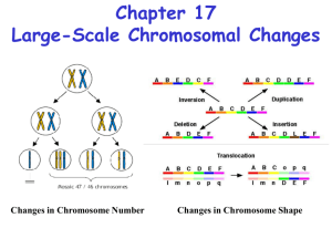 Chapter 17 - Large-scale chromosomal changes