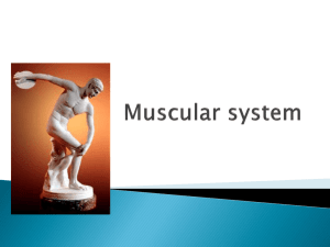 Muscular system - local.brookings.k12.sd.us