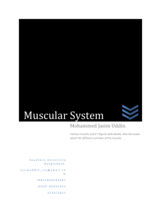 The muscular system is the anatomical system of a species that