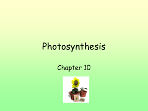 Photosynthesis - Falmouth Schools