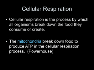 Chemical Rxn of Respiration