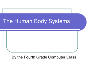 The Human Body System