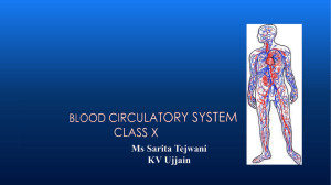 Human heart and blood circulatory system