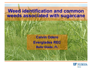 Weed Identification - Everglades Research & Education Center