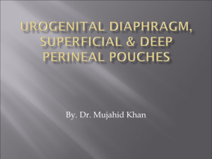 superficial & deep perineal pouches, urogenital diaphragm